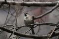 20080120_1DN_00930029.jpg
